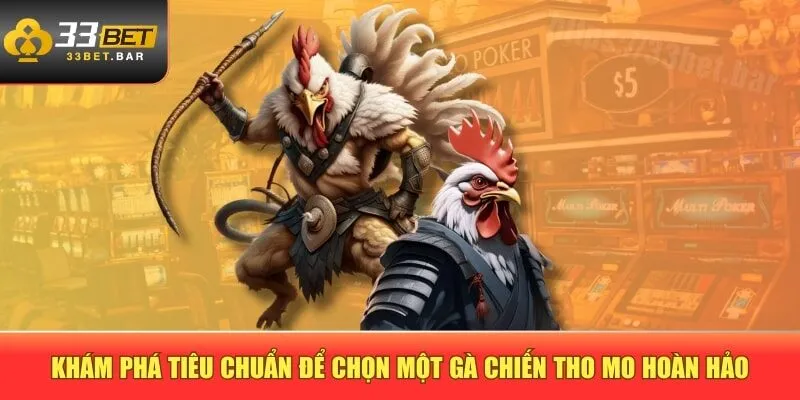 Khám phá tiêu chuẩn để chọn một gà chiến tho mo hoàn hảo