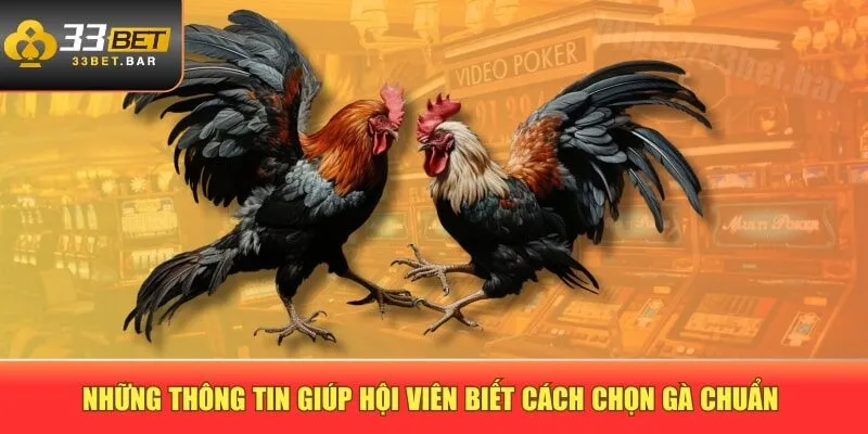 Những thông tin giúp hội viên biết cách chọn gà chuẩn 
