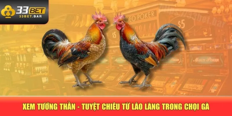 Xem tướng thần - Tuyệt chiêu từ lão làng trong chọi gà